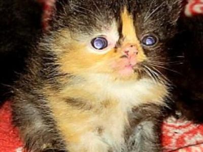 Exotic Shorthair - Exotic - Gallery Photo #1