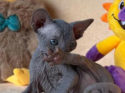 Aspen - Sphynx - Gallery Photo #1