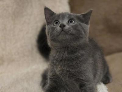 Fluffy - British Shorthair - Gallery Photo #1