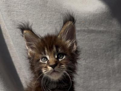 Forest King - Maine Coon - Gallery Photo #1