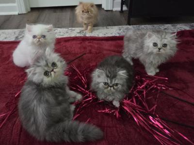 Shaded Silver Persian - Persian - Gallery Photo #1