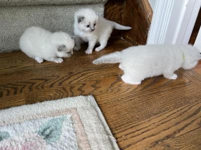 Oliver - Ragdoll - Gallery Photo #1