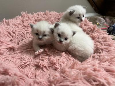 Sage - Ragdoll - Gallery Photo #1
