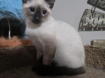 Siamese Kittens - Siamese - Gallery Photo #1