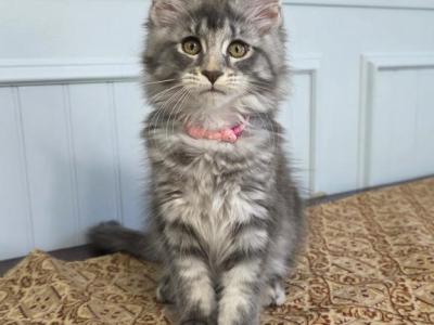 Maple - Maine Coon - Gallery Photo #1