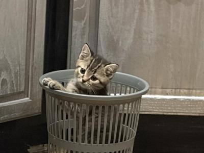 Dais - Scottish Fold - Gallery Photo #1