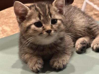 Dais - Scottish Fold - Gallery Photo #1