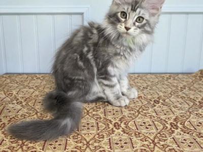 Sorbet - Maine Coon - Gallery Photo #1