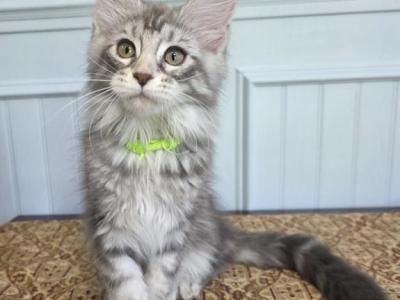 Sorbet - Maine Coon - Gallery Photo #1
