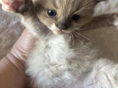 Mia - Ragdoll - Gallery Photo #1
