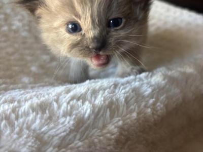 Mocha - Domestic - Gallery Photo #1