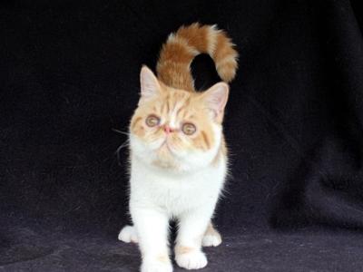 Nellie In Virginia - Exotic - Gallery Photo #1