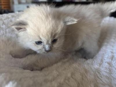 Luna - Domestic - Gallery Photo #1