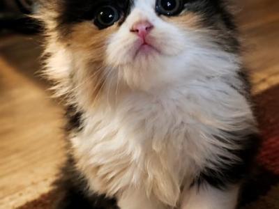 Cookie - Scottish Fold - Gallery Photo #1