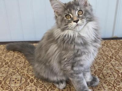 Coconut - Maine Coon - Gallery Photo #1