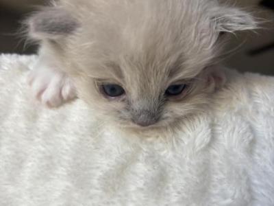 Mochi - Ragdoll - Gallery Photo #1