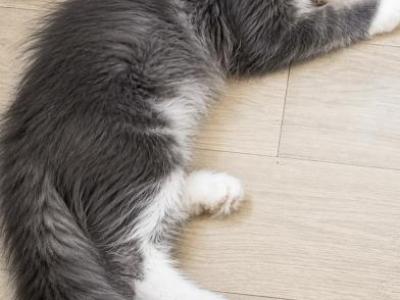 Benny - Maine Coon - Gallery Photo #1