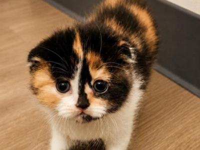 Cali - Scottish Fold - Gallery Photo #1