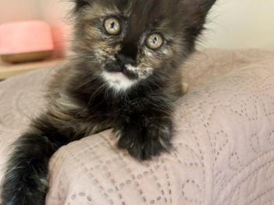 1 Euro MC Female READY NOW - Maine Coon - Gallery Photo #1