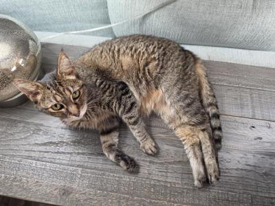 Molly - Domestic - Gallery Photo #1