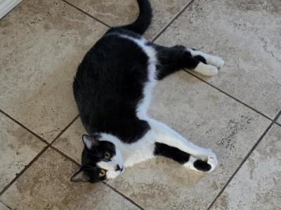 Mickey - Domestic - Gallery Photo #1