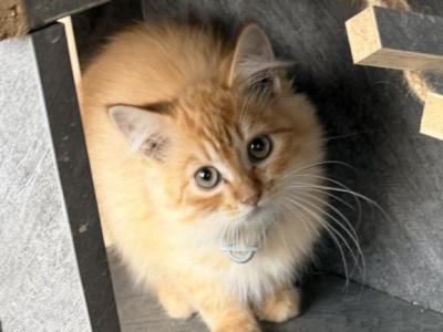 Kenny - Siberian - Gallery Photo #1