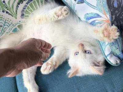 Sade Litter - Siberian - Gallery Photo #1