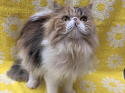 Twixie - Persian - Gallery Photo #1