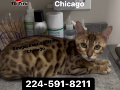 Bengal Kitten Brown Male - Bengal - Gallery Photo #1