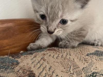 Forest - Siamese - Gallery Photo #1