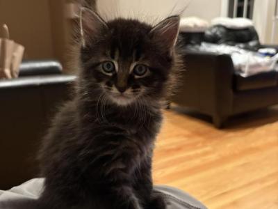 Rex - Domestic - Gallery Photo #1