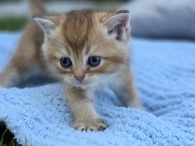 Sunny - Scottish Fold - Gallery Photo #1