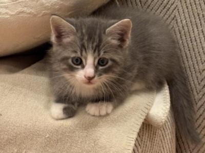 Bob - Domestic - Gallery Photo #1
