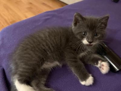 Bob - Domestic - Gallery Photo #1