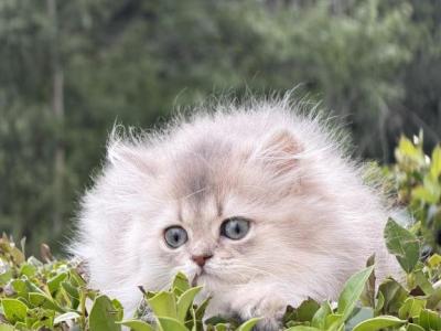 Astra - British Shorthair - Gallery Photo #1