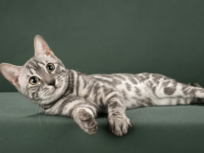 Maximus From Fashionkitties - Bengal - Gallery Photo #1