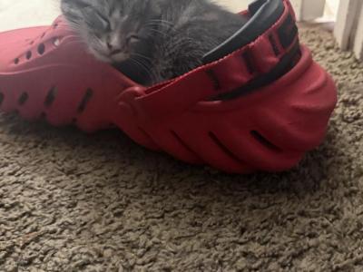 Ocean - Maine Coon - Gallery Photo #1