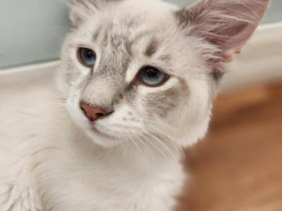 Simon Of The Fairytales Litter - Ragdoll - Gallery Photo #1