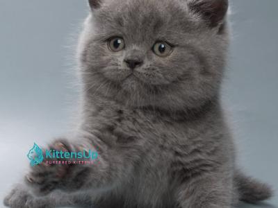 Quincy - British Shorthair - Gallery Photo #1