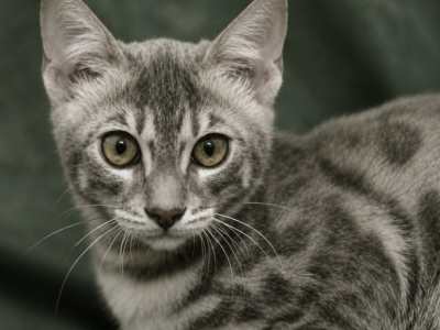 Saphira From Fashionkitties - Bengal - Gallery Photo #1