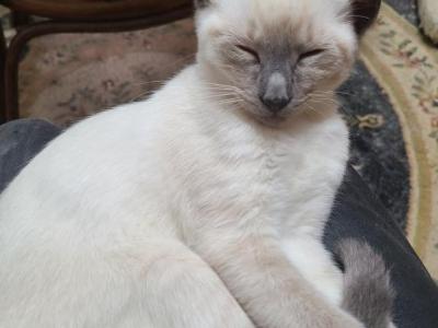 Siamese Cattery Reduction Sale - Siamese - Gallery Photo #1