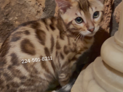 Bengal Kitten Brown Male - Bengal - Gallery Photo #1