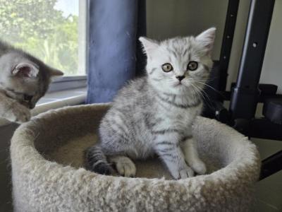 Luna - Scottish Straight - Gallery Photo #1