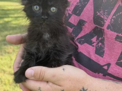 Rhiannon Empyrean Litter - Maine Coon - Gallery Photo #1