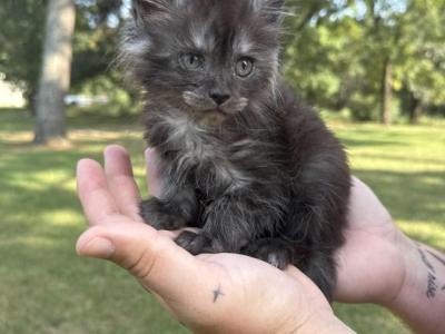 Violet Empyrean Litter - Maine Coon - Gallery Photo #1