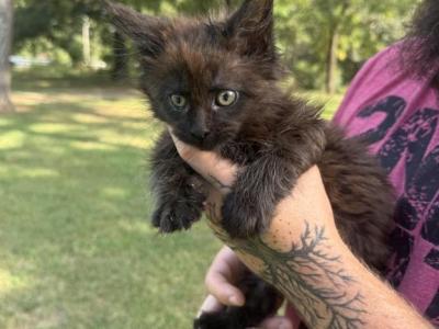 Astrid Dream Works Litter - Maine Coon - Gallery Photo #1