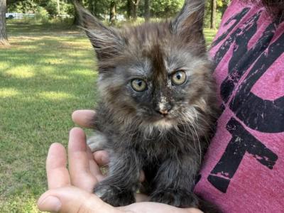 Poppy Dream Works Litter - Maine Coon - Gallery Photo #1