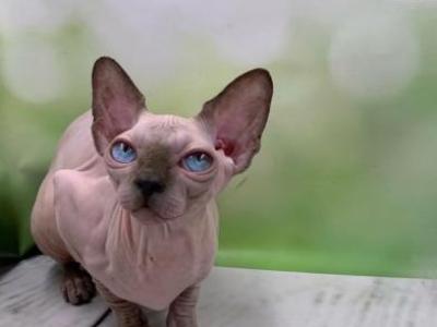 Hanry - Sphynx - Gallery Photo #1