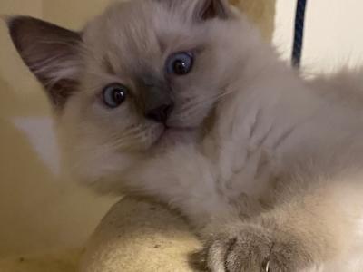 Kitten 2 Yellow - Ragdoll - Gallery Photo #1
