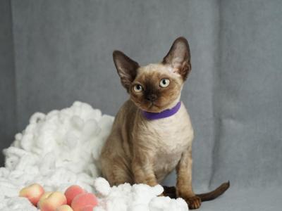 Athena - Devon Rex - Gallery Photo #1